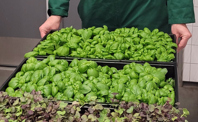 Kurs i hjemmedyrking