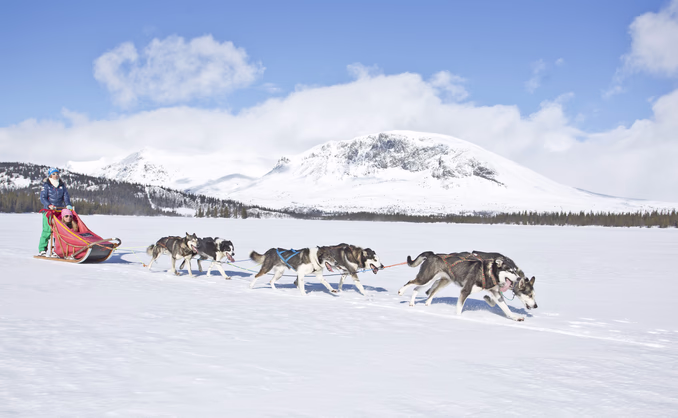 Hundekjøring deluxe