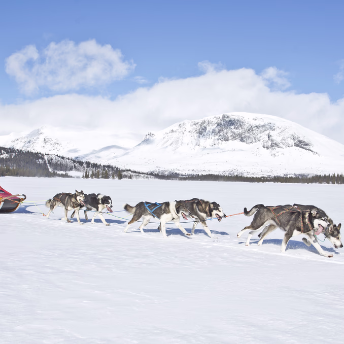 Hundekjøring deluxe