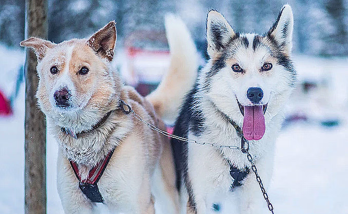 Hundekjøring deluxe