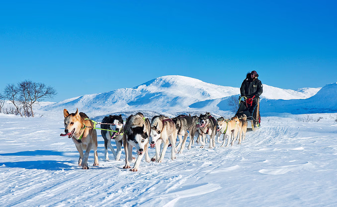 Hundekjøring deluxe