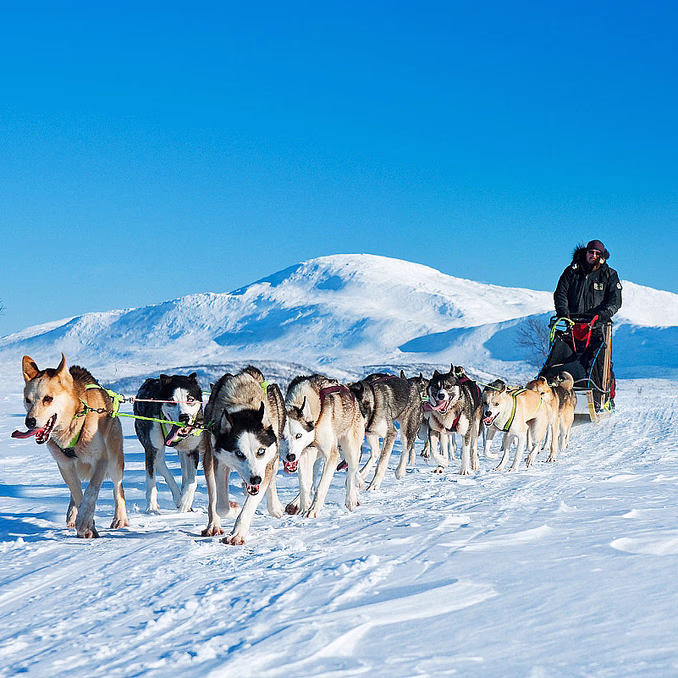Hundekjøring deluxe