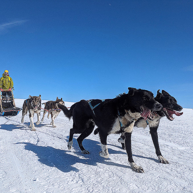 Hundekjøring deluxe