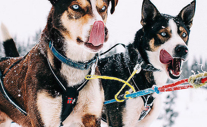 Hundekjøring deluxe