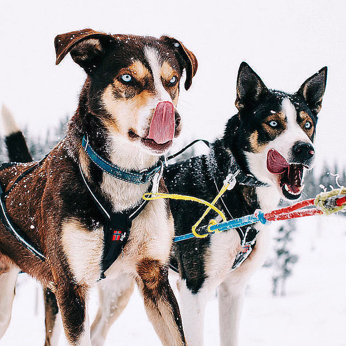 Hundekjøring deluxe