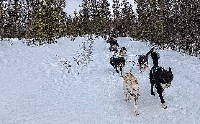 Hundekjøring deluxe
