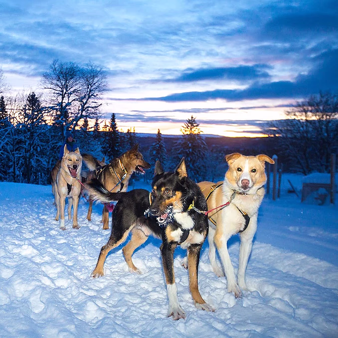 Hundekjøring deluxe