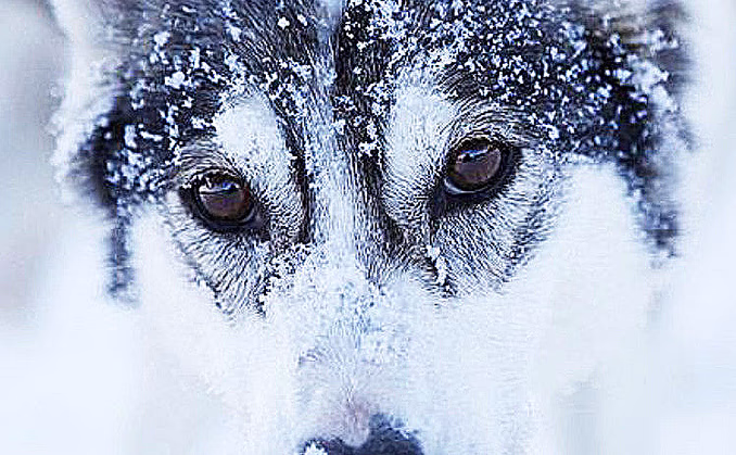 Hundekjøring deluxe