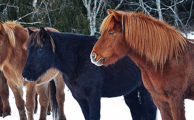 Halvdagstur på islandshest