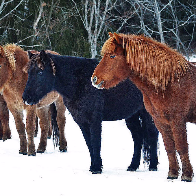 Halvdagstur på islandshest
