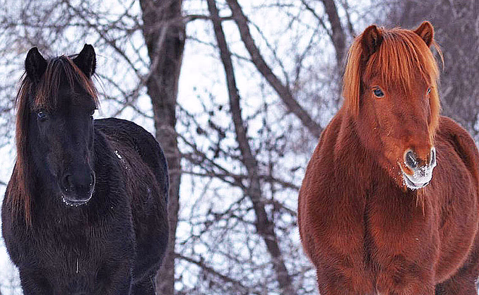 Halvdagstur på islandshest
