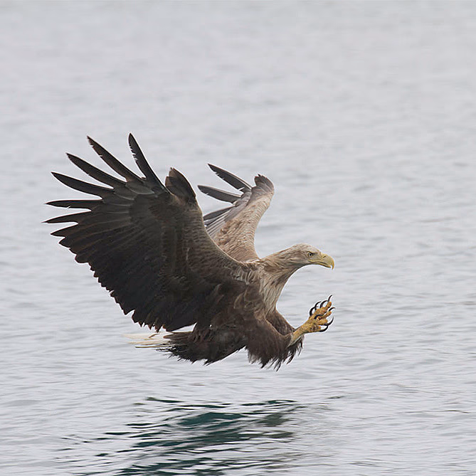 Natur- og havørnsafari