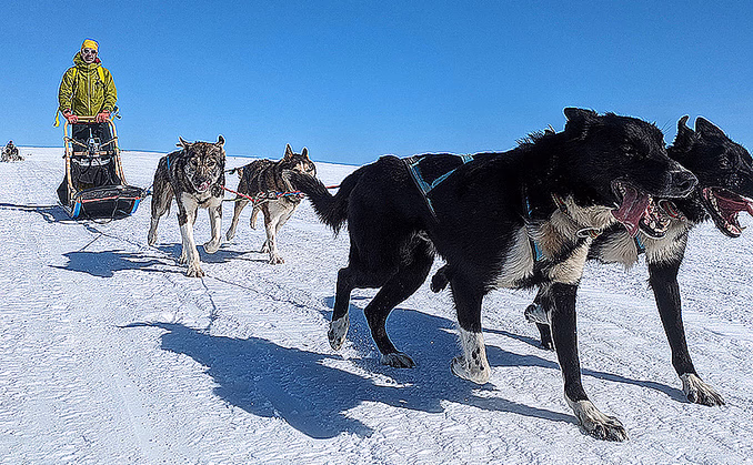 Hundekjøring heldagstur