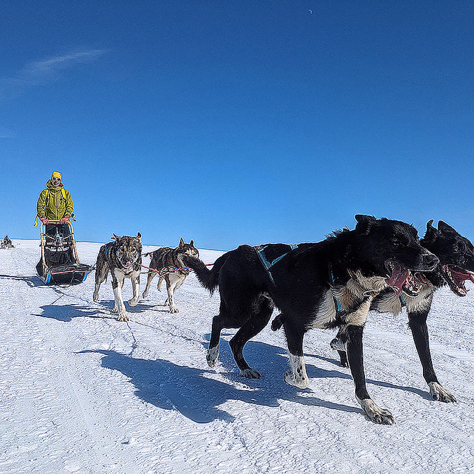 Hundekjøring heldagstur