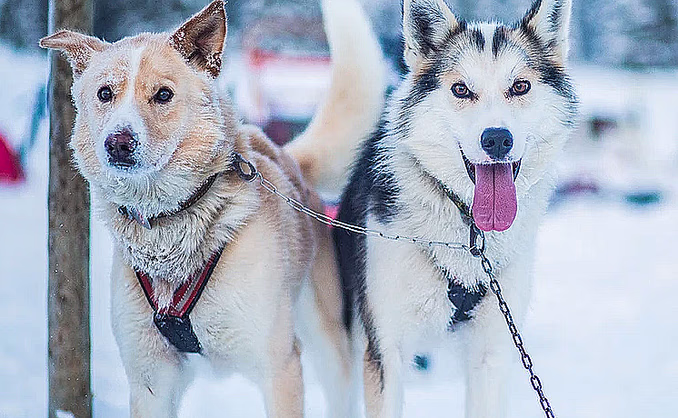 Hundekjøring heldagstur