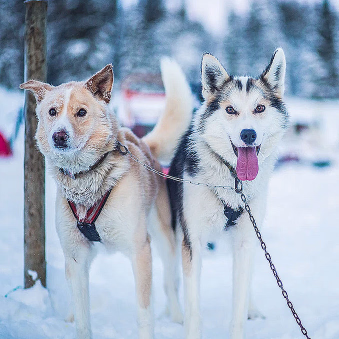 Hundekjøring heldagstur