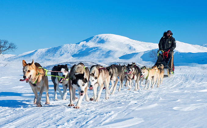 Hundekjøring heldagstur