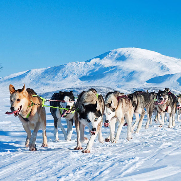 Hundekjøring heldagstur