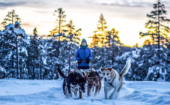Hundekjøring heldagstur