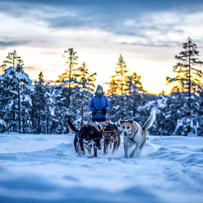 Hundekjøring heldagstur