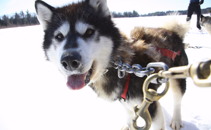 Hundekjøring heldagstur