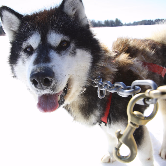 Hundekjøring heldagstur