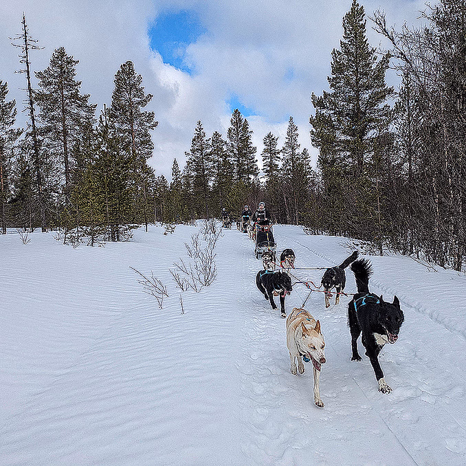 Hundekjøring heldagstur