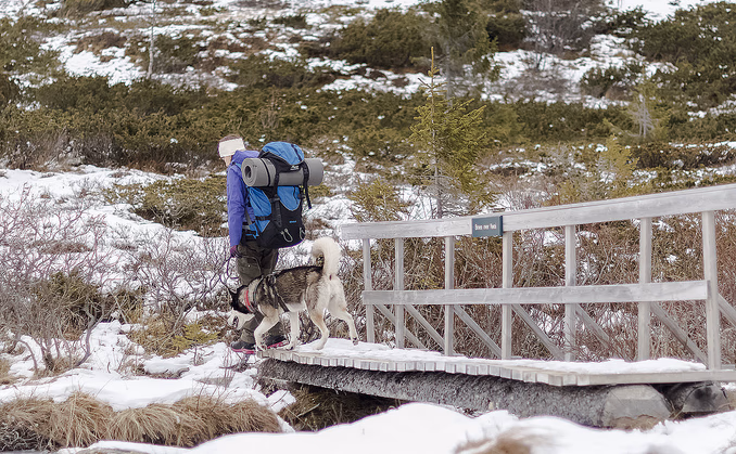 Husky hiking