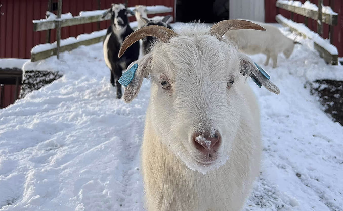 Geitevandring for to