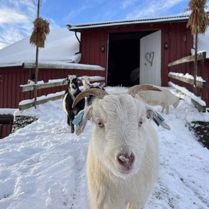 Geitevandring for to