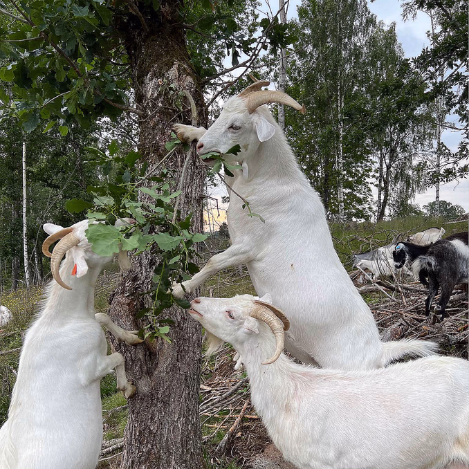 Geitevandring for to