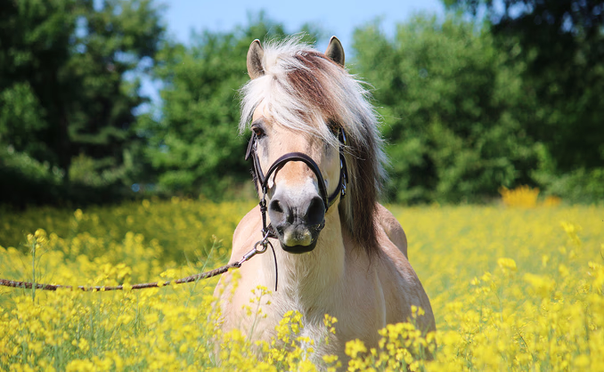 Herregårdsopphold med ridetur