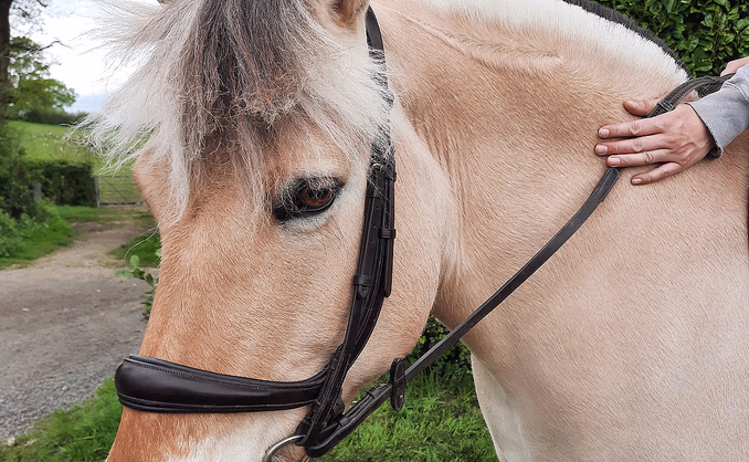 Herregårdsopphold med ridetur