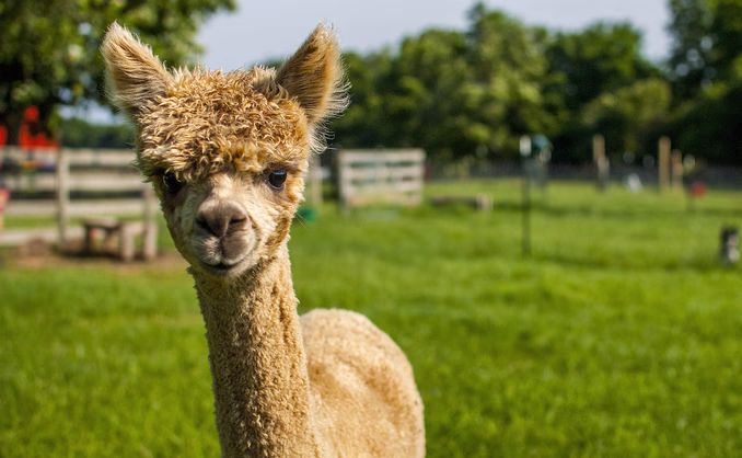Herregårdsopphold og alpakkavandring