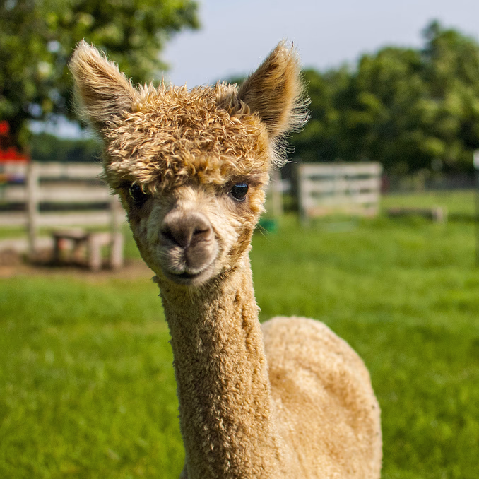 Herregårdsopphold og alpakkavandring