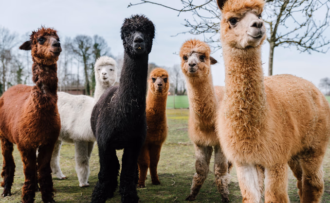 Herregårdsopphold og alpakkavandring