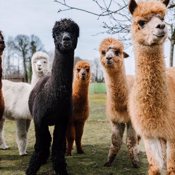 Herregårdsopphold og alpakkavandring