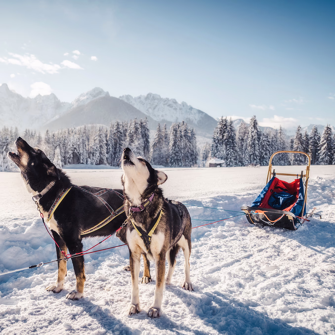 Herregårdsopphold og hundekjøring