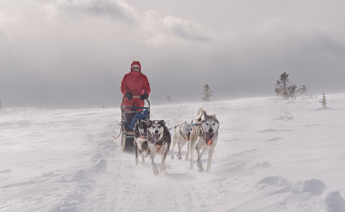 Hundekjøring med kennelbesøk