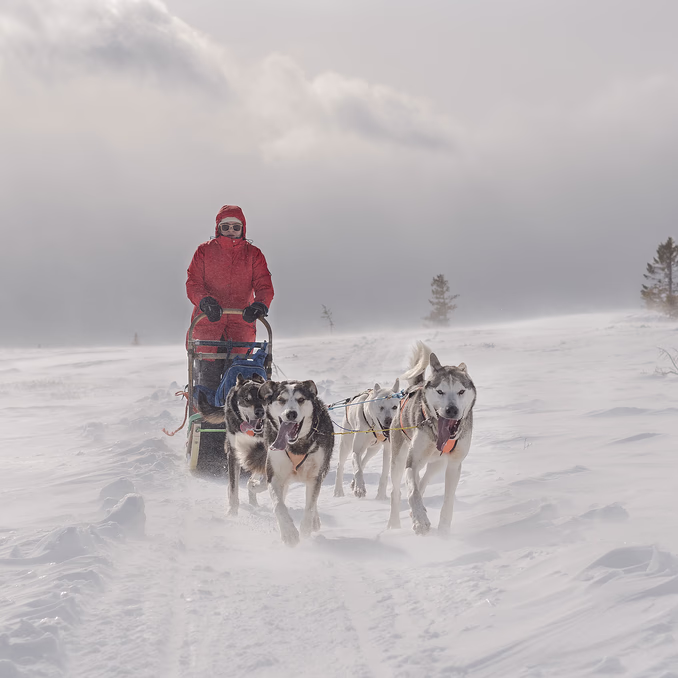 Hundekjøring med kennelbesøk