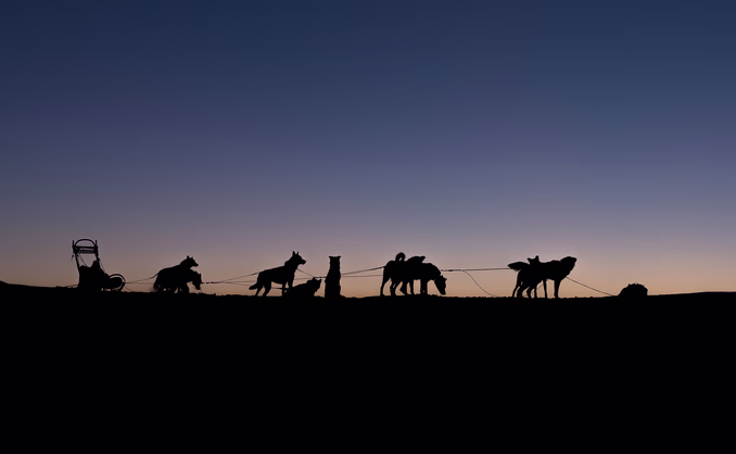 Hundekjøring med kennelbesøk