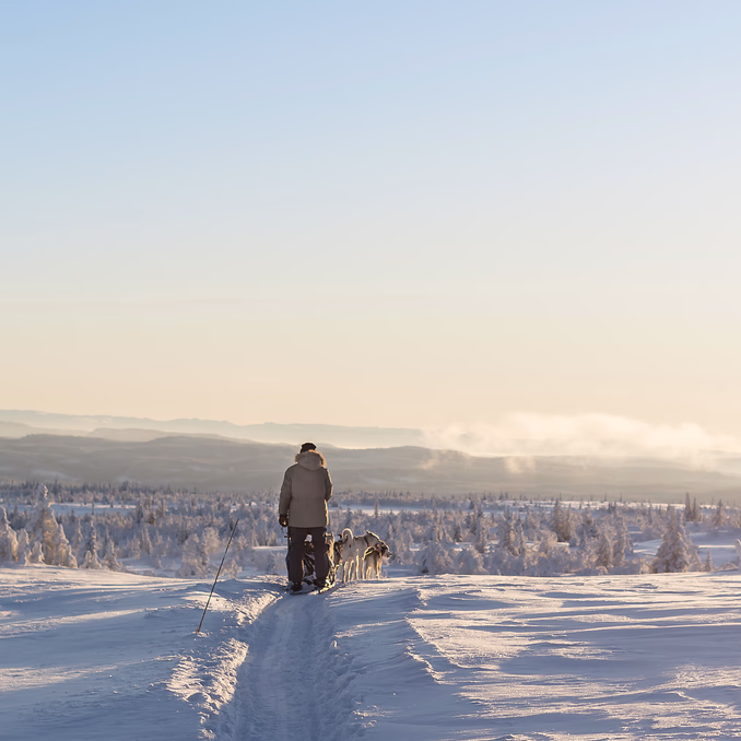 Hundekjøring med kennelbesøk