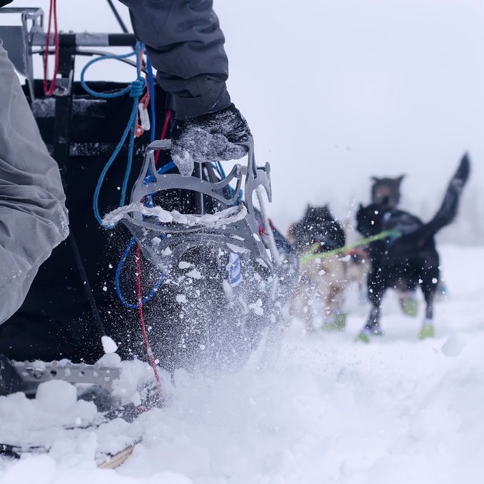 Hundekjøring med kennelbesøk