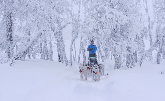Hundekjøring, kennelbesøk og overnatting