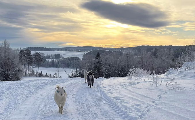 Geitevandring for to