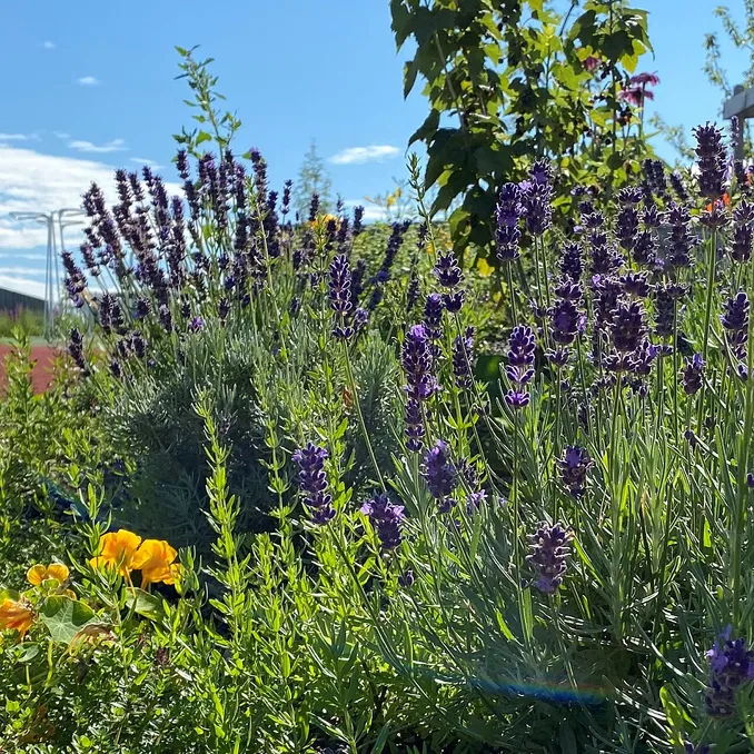 Sankekurs av urter og spiselige blomster