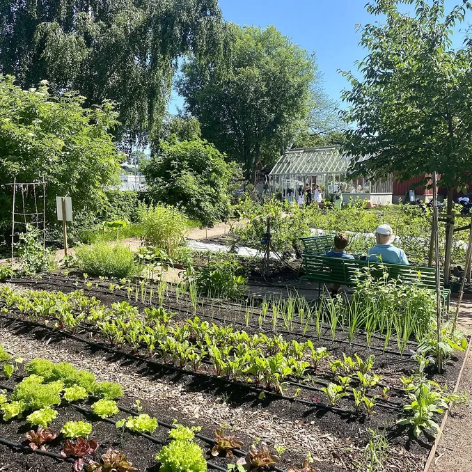 Sankekurs av urter og spiselige blomster