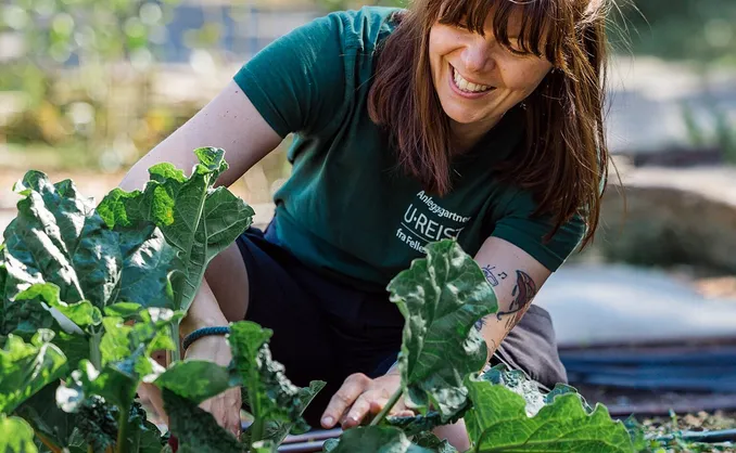 Sankekurs av urter og spiselige blomster