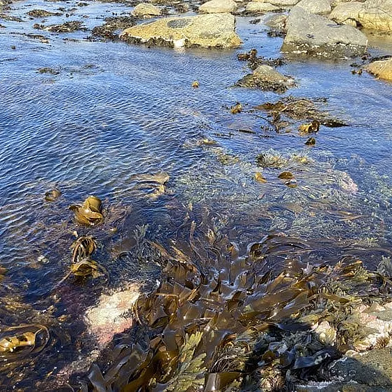 Spiselige alger med Margit Vea