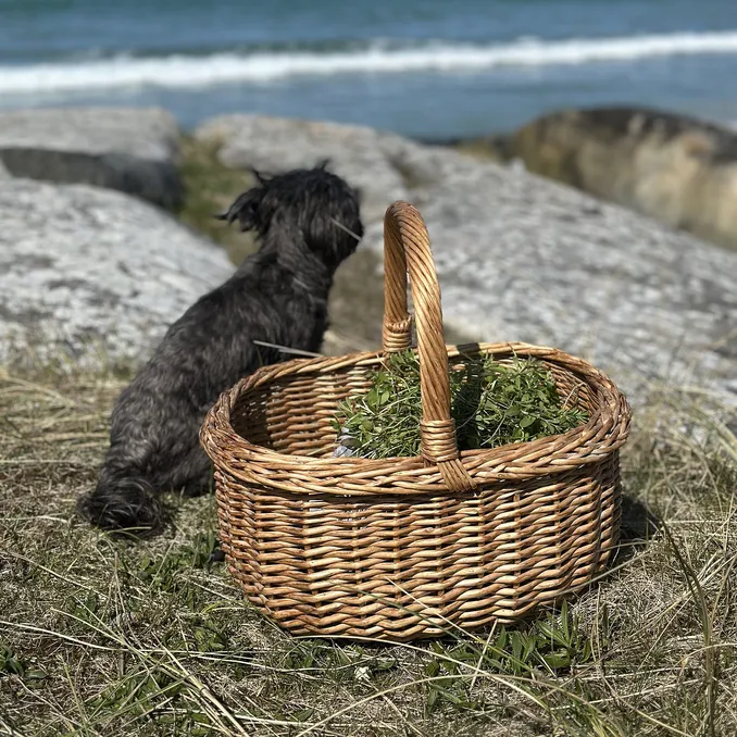 Vekster til te med Margit Vea